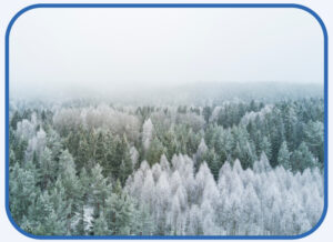 A winter forest covered with snow on tree tops.